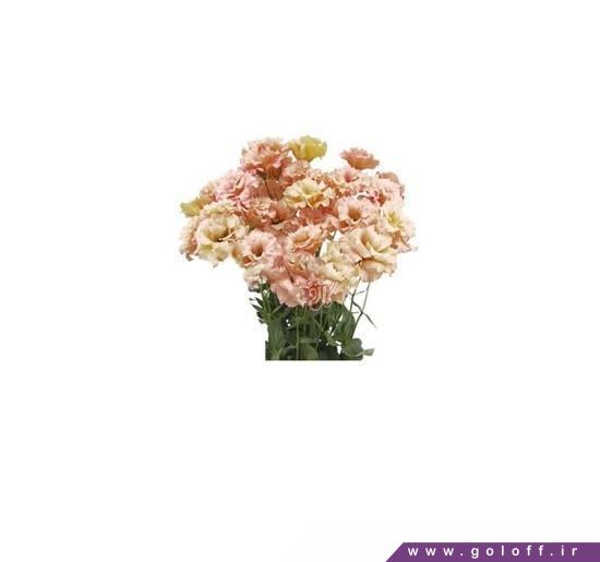 خرید اینترنتی گل - گل لیسیانتوس پیکولو یلو - Lisianthus | گل آف